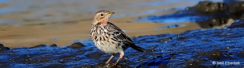 Pipit, Red-throated