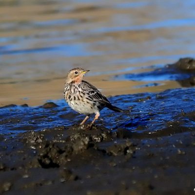 Avis dam, Windhoek  19 Jan 2015
