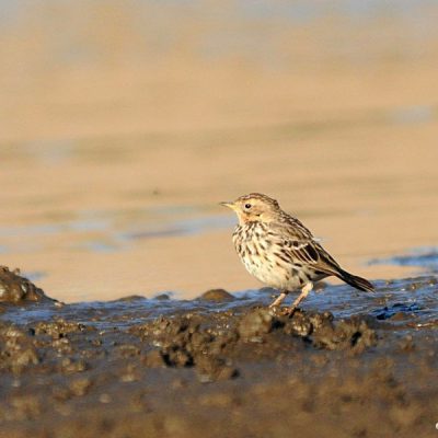 Avis dam, Windhoek  19 Jan 2015
