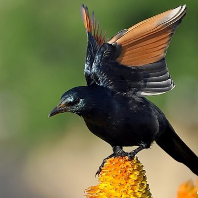 Kirstenbosch Botanical gardens, Western Province - June 2012