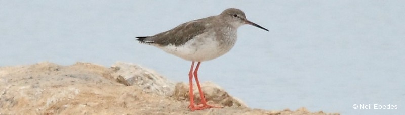 Redshank, Common