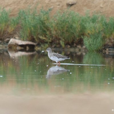 Walvis Bay,  Jan 2008