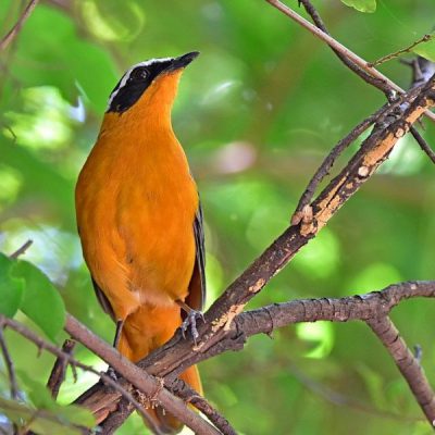 Caprivi House-boat Safari Lodge,  20 April 2016