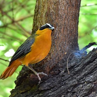 Caprivi House-boat Safari Lodge,  20 April 2016