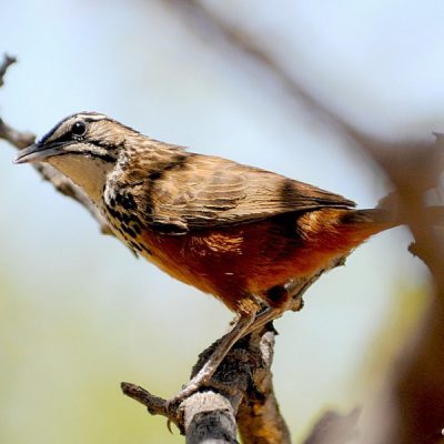 Windhoek Namibia,  Jan 2015