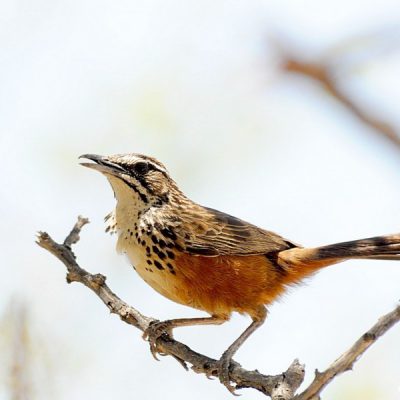 Windhoek Namibia,  Jan 2015