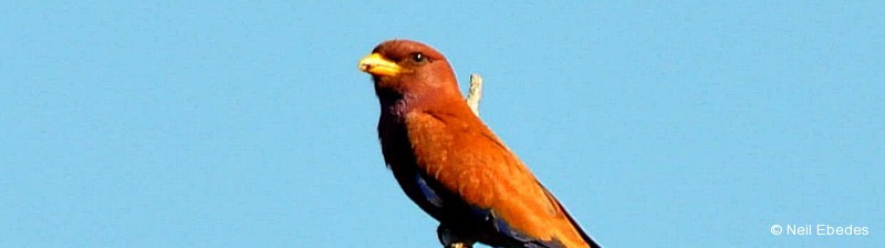 Roller, Broad-billed