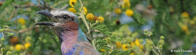 Roller, Lilac-breasted