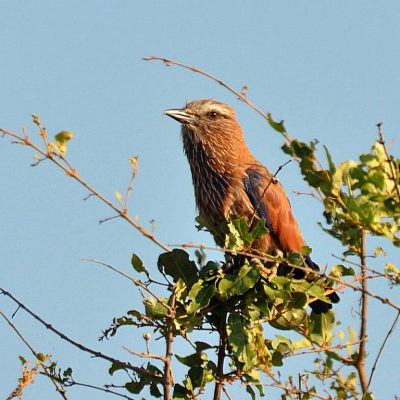 Kruger National Park, Mopani Camp - Dec 2012
