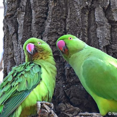 Zwartkop Country Club, Tshwane, Gauteng - July 2017