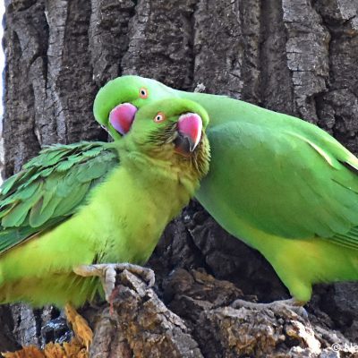 Zwartkop Country Club, Tshwane, Gauteng -July 2017