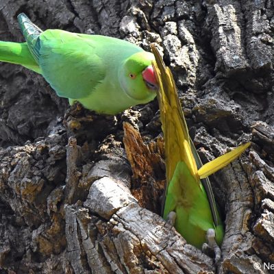 Zwartkop Country Club,  July 2017