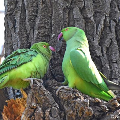 Zwartkop Country Club, Tshwane, Gauteng - July 2017