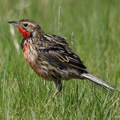 Bonamanzi - KwaZulu Natal,  Dec 2011