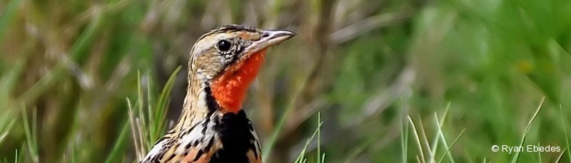 Longclaw, Rosy-throated