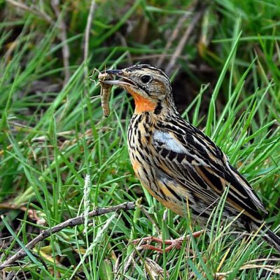 Bonamanzi - KwaZulu Natal,  Dec 2011