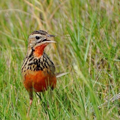 Bonamanzi - KwaZulu Natal,  Dec 2011