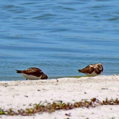 Strandfontein Sewage works,  CT   Dec 2016