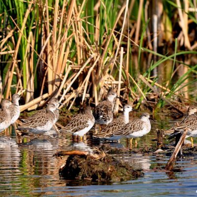 Marievale Bird Sanctuary, Gauteng - Nov 2011