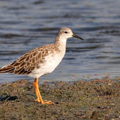 Marievale Bird Sanctuary, Gauteng - Nov 2011