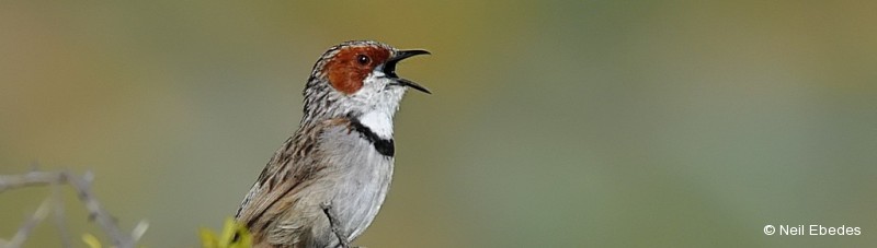 Warbler, Rufous-eared