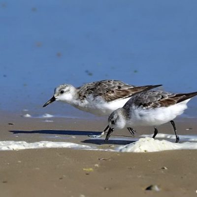 Cape Recife - Port Elizabeth,  Sept 2016