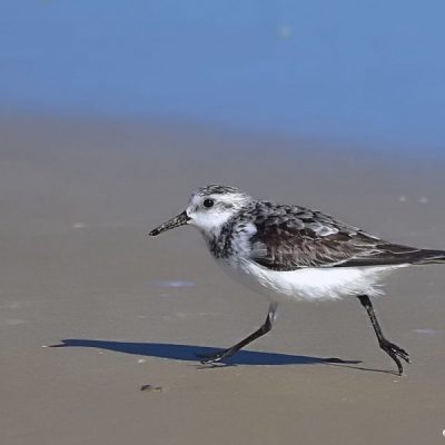 Cape Recife - Port Elizabeth,  Sept 2016