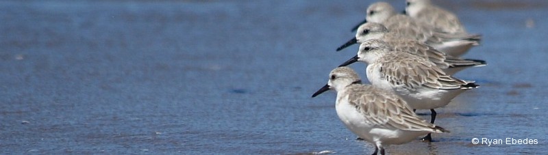 Sanderling