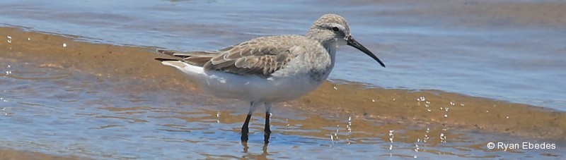 Sandpiper, Curlew
