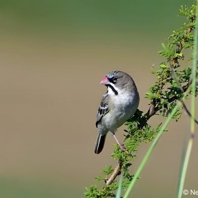Zaagkuildrift, Northern Province, South Africa - Mar 2017
