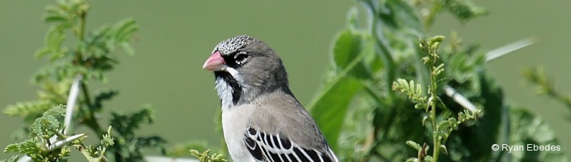 Finch, Scaly-feathered