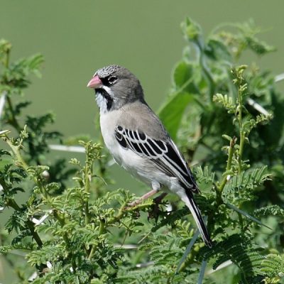 Zaagkuildrift, Northern Province, South Africa - Mar 2017