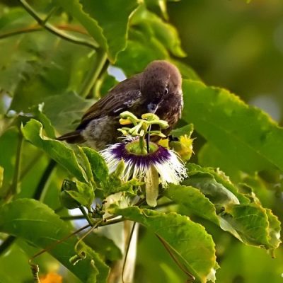 Southern Kruger National Park,  June 2016
