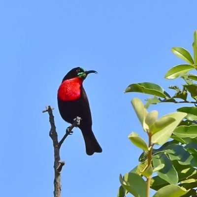 Southern Kruger National Park,  June 2016