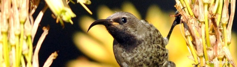 Sunbird, Scarlet-chested