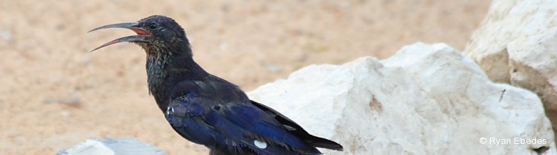 Scimitarbill, Common