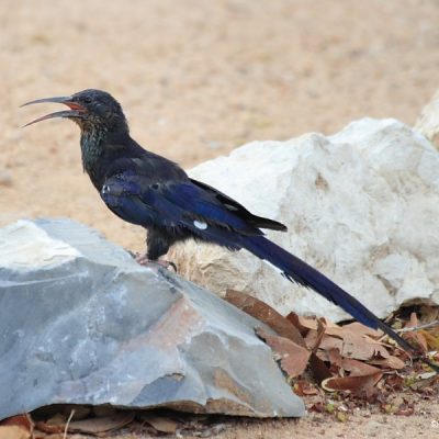 Namibia - December 2008