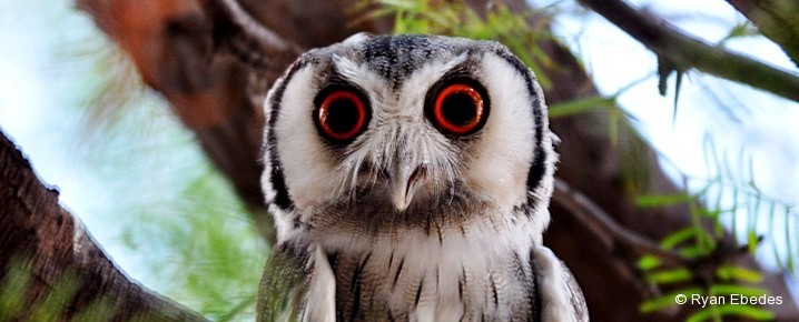 Scops-owl, Southern White-faced