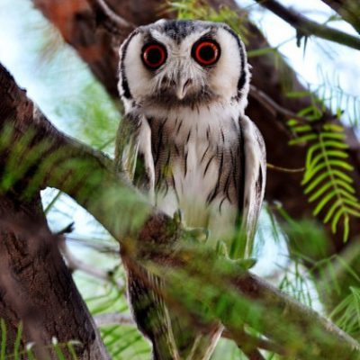 Kgalagadi National Park  - December 2010 