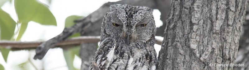 Scops-owl, African