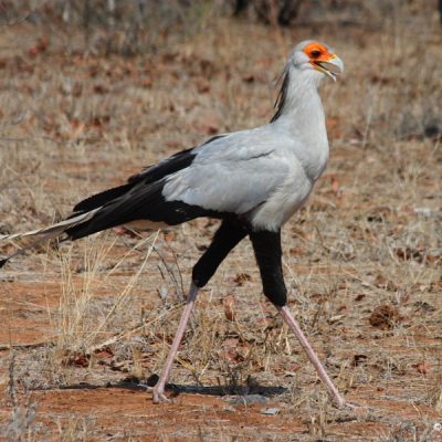 Namagualand,  August 2013