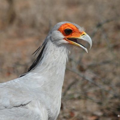 Namagualand,  August 2013