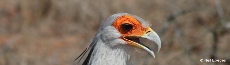 Secretary bird