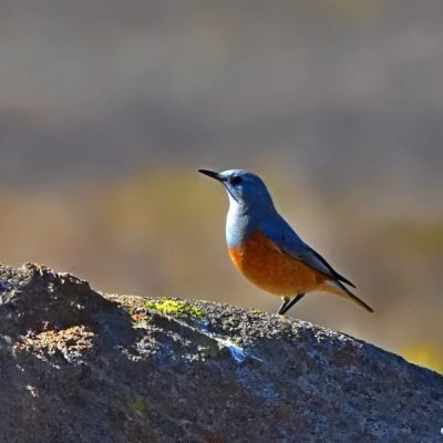 South KNP,  June 2016