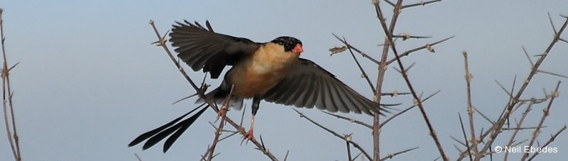 Whydah, Shaft-tailed