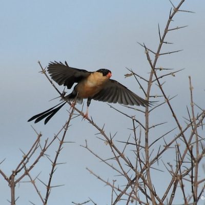 Namibia,  December 2005