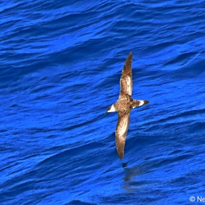 'Flock',  26 April 2017