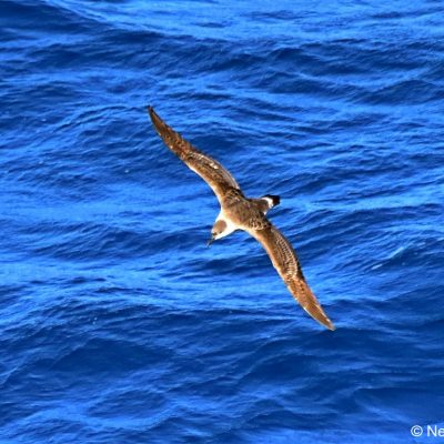 'Flock',  26 April 2017