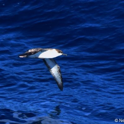 'Flock',  26 April 2017