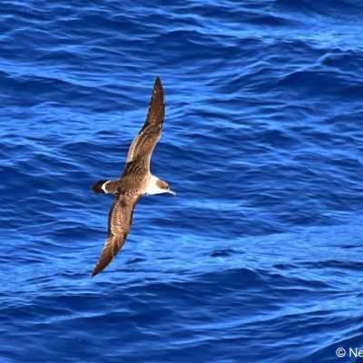 'Flock',  26 April 2017